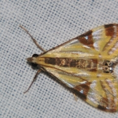 Talanga tolumnialis (Figleaf Moth) at Sheldon, QLD - 10 Aug 2007 by PJH123