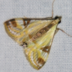 Talanga tolumnialis at Sheldon, QLD - suppressed