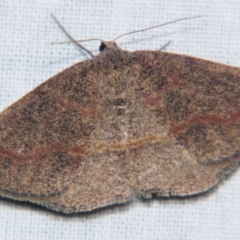 Taxeotis perlinearia (Spring Taxeotis) at Sheldon, QLD - 10 Aug 2007 by PJH123