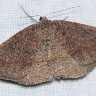 Taxeotis perlinearia (Spring Taxeotis) at Sheldon, QLD - 10 Aug 2007 by PJH123