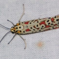 Utetheisa pulchelloides (Heliotrope Moth) at Sheldon, QLD - 10 Aug 2007 by PJH123