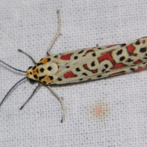 Utetheisa pulchelloides (Heliotrope Moth) at suppressed by PJH123