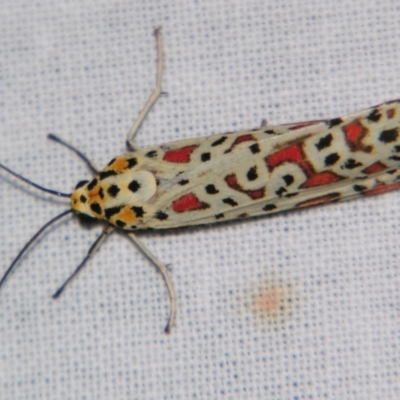 Utetheisa pulchelloides (Heliotrope Moth) at Sheldon, QLD - 10 Aug 2007 by PJH123