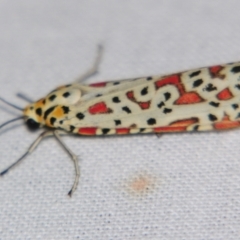 Utetheisa pulchelloides at Sheldon, QLD - suppressed