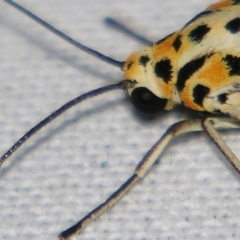 Utetheisa pulchelloides at Sheldon, QLD - suppressed