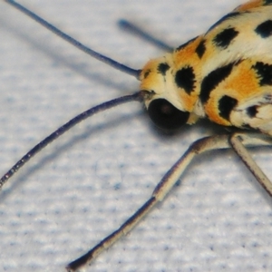 Utetheisa pulchelloides at Sheldon, QLD - suppressed