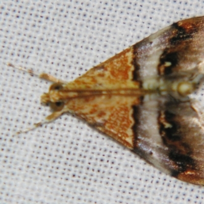 Tetracona amathealis (A Crambid moth) at Sheldon, QLD - 10 Aug 2007 by PJH123