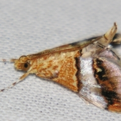 Tetracona amathealis at Sheldon, QLD - suppressed