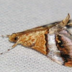 Tetracona amathealis at Sheldon, QLD - suppressed