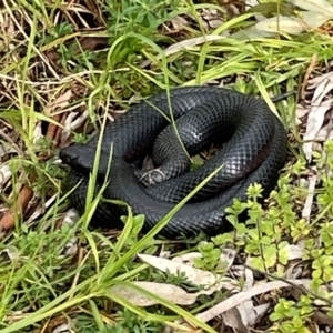 Pseudechis porphyriacus at Horseshoe Lagoon and West Albury Wetlands - 30 Aug 2023