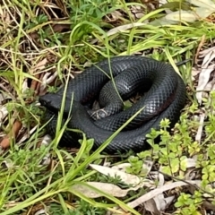 Unidentified Snake at West Albury, NSW - 30 Aug 2023 by AnneG1