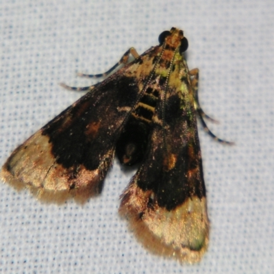 Titanoceros cataxantha (A Pyralid moth (Epipaschiinae subfam.)) at Sheldon, QLD - 10 Aug 2007 by PJH123