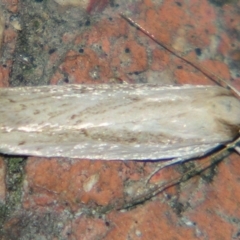 Unidentified Curved-horn moth (all Gelechioidea except Oecophoridae) at Sheldon, QLD - 10 Aug 2007 by PJH123