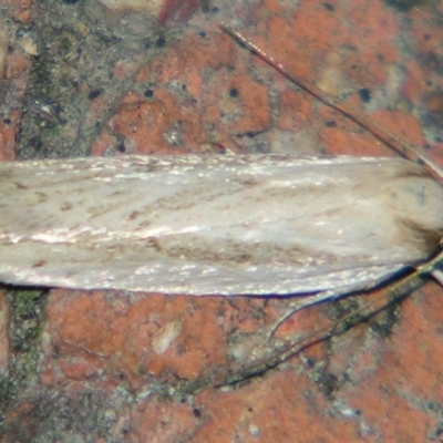 Unidentified Curved-horn moth (all Gelechioidea except Oecophoridae) at Sheldon, QLD - 10 Aug 2007 by PJH123