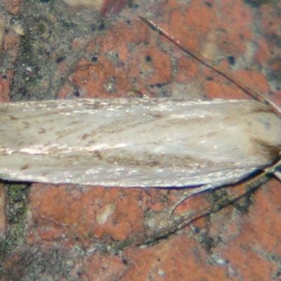 Cryptophasa flavolineata at Sheldon, QLD - 10 Aug 2007 by PJH123