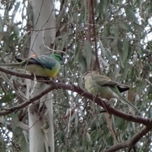 Psephotus haematonotus at West Albury, NSW - 30 Aug 2023 01:00 PM