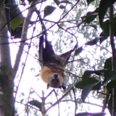 Pteropus poliocephalus (Grey-headed Flying-fox) at Albury - 30 Aug 2023 by AnneG1