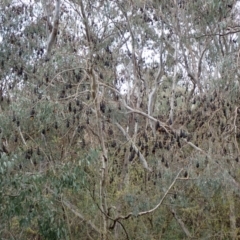 Pteropus poliocephalus at West Albury, NSW - 30 Aug 2023