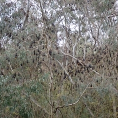 Pteropus poliocephalus at West Albury, NSW - 30 Aug 2023 11:57 AM