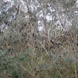 Pteropus poliocephalus at West Albury, NSW - 30 Aug 2023 11:57 AM