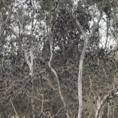 Pteropus poliocephalus at West Albury, NSW - 30 Aug 2023 11:57 AM