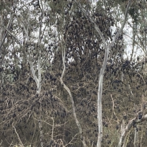 Pteropus poliocephalus at West Albury, NSW - 30 Aug 2023