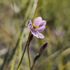 Thelymitra x irregularis (Crested Sun Orchid) at Murramarang National Park - 19 Sep 2023 by Csteele4