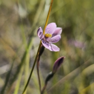 Thelymitra x irregularis at East Lynne, NSW - suppressed