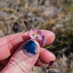 Thelymitra x irregularis at East Lynne, NSW - 19 Sep 2023