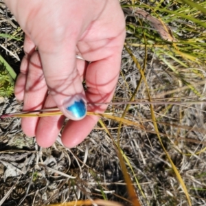Thelymitra x irregularis at East Lynne, NSW - suppressed