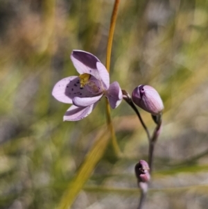 Thelymitra x irregularis at East Lynne, NSW - suppressed