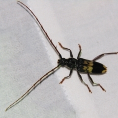 Phoracantha semipunctata (Common Eucalypt Longicorn) at Sheldon, QLD - 10 Aug 2007 by PJH123