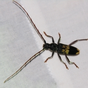 Unidentified Longhorn beetle (Cerambycidae) at suppressed by PJH123