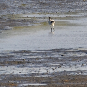 Threskiornis molucca at Wynnum, QLD - 12 Sep 2023 04:27 PM