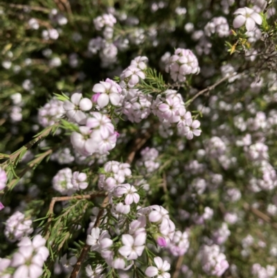 Coleonema pulchellum (Diosma) at Campbell, ACT - 19 Sep 2023 by SilkeSma