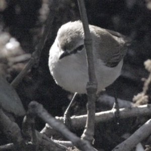 Gerygone levigaster at Wynnum, QLD - 12 Sep 2023 04:35 PM