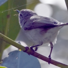 Gerygone levigaster at Wynnum, QLD - 12 Sep 2023 04:35 PM