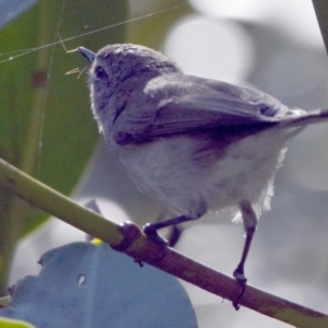 Gerygone levigaster at Wynnum, QLD - 12 Sep 2023 04:35 PM