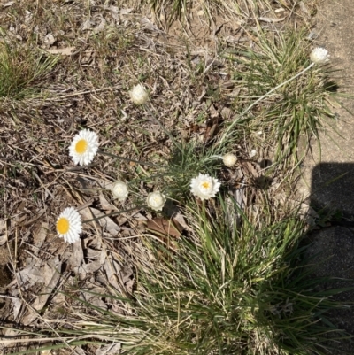 Leucochrysum albicans subsp. tricolor (Hoary Sunray) at Campbell, ACT - 19 Sep 2023 by SilkeSma