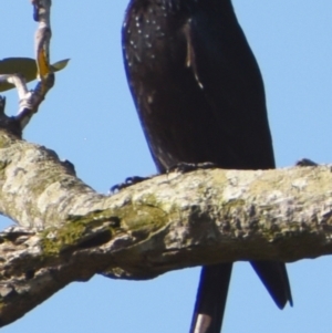 Dicrurus bracteatus (Spangled Drongo) at Wynnum, QLD by PJH123