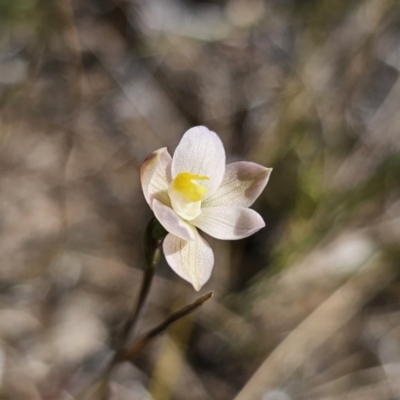 Thelymitra carnea (Tiny Sun Orchid) at Murramarang National Park - 19 Sep 2023 by Csteele4