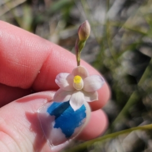 Thelymitra carnea at East Lynne, NSW - suppressed