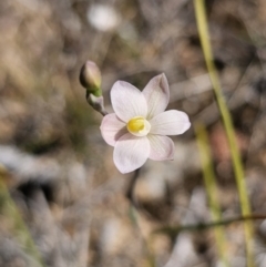Thelymitra carnea at East Lynne, NSW - 19 Sep 2023