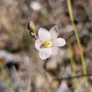 Thelymitra carnea at East Lynne, NSW - suppressed