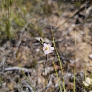 Thelymitra carnea at East Lynne, NSW - suppressed