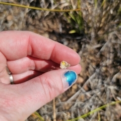 Thelymitra carnea at East Lynne, NSW - suppressed