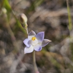 Thelymitra peniculata (Blue Star Sun-orchid) at East Lynne, NSW - 19 Sep 2023 by Csteele4