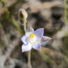 Thelymitra peniculata at East Lynne, NSW - 19 Sep 2023