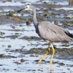 Egretta novaehollandiae (White-faced Heron) at Lytton, QLD - 12 Sep 2023 by PJH123