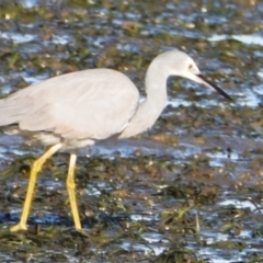 Egretta novaehollandiae at Lytton, QLD - 12 Sep 2023 04:23 PM